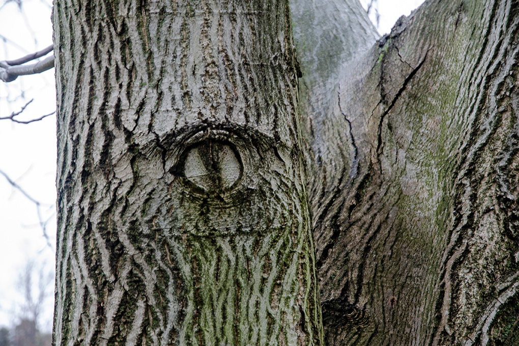 PARODI ANDREA-LO SGUARDO DELLA NATURA.jpg